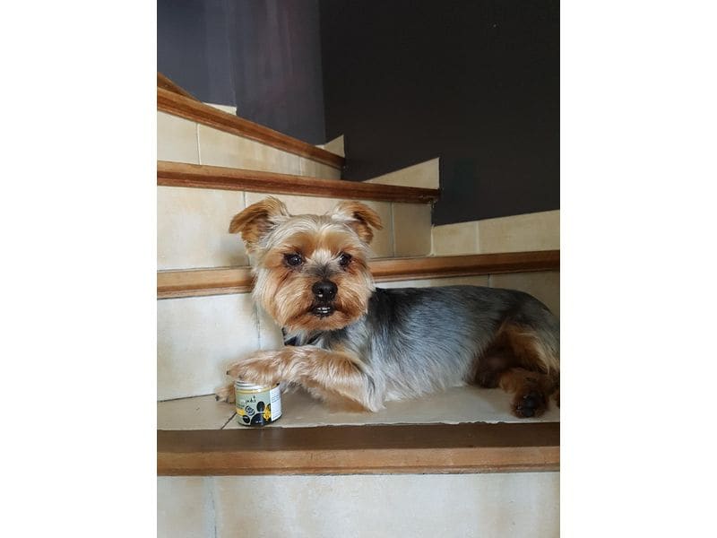 Propolia Baume pour la peau et les pattes des animaux 60 ml