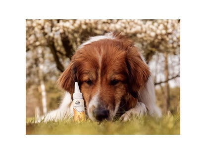 DogsLife Nettoyage des dents Kit dentaire